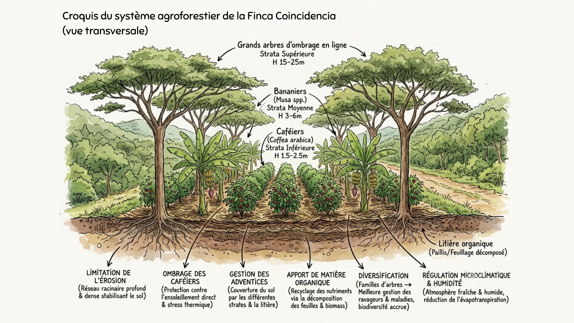 Le systeme agroforestier en étages de la Finca Coincidencia