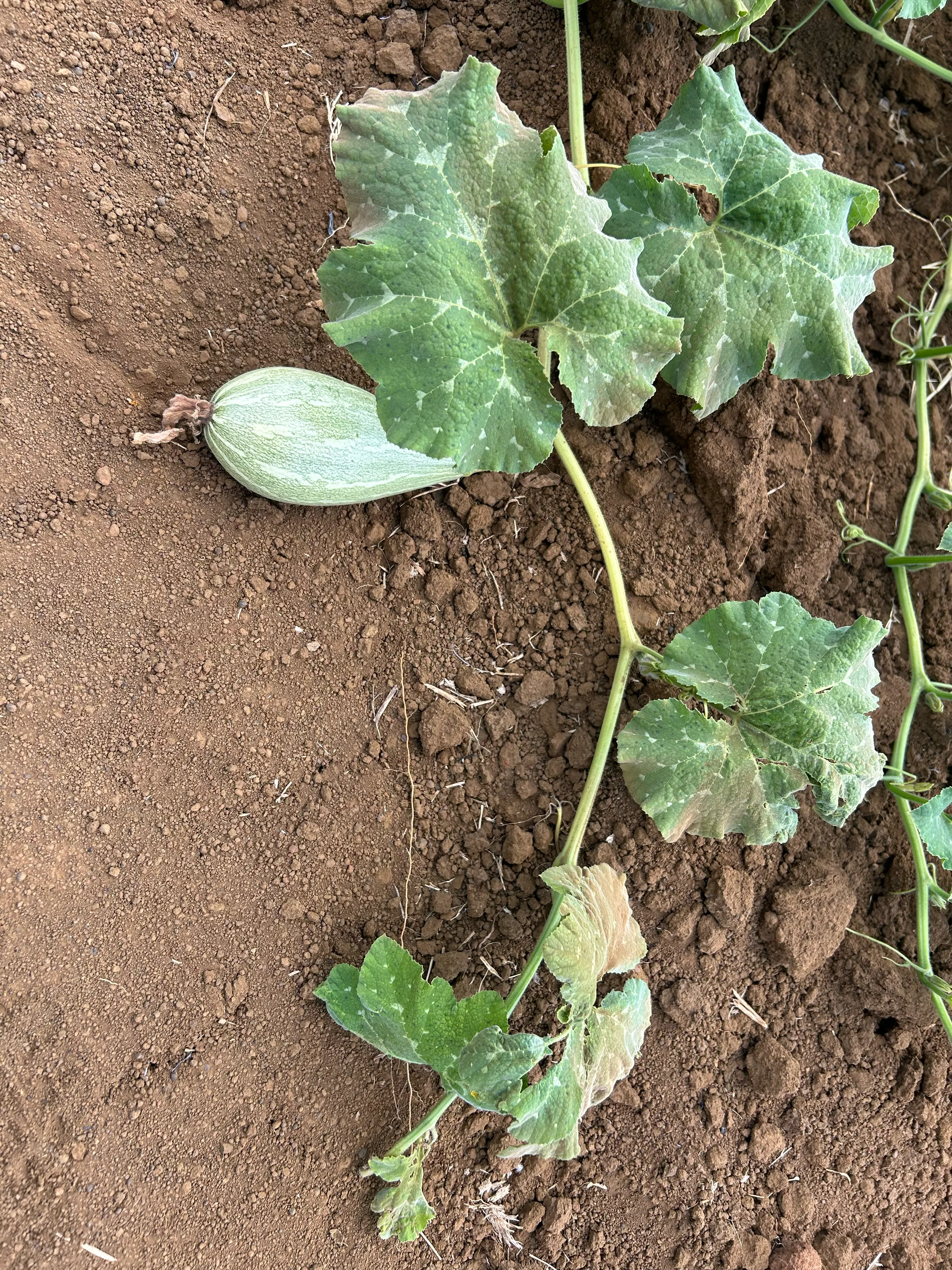 Les courges cultivées dans la ferme