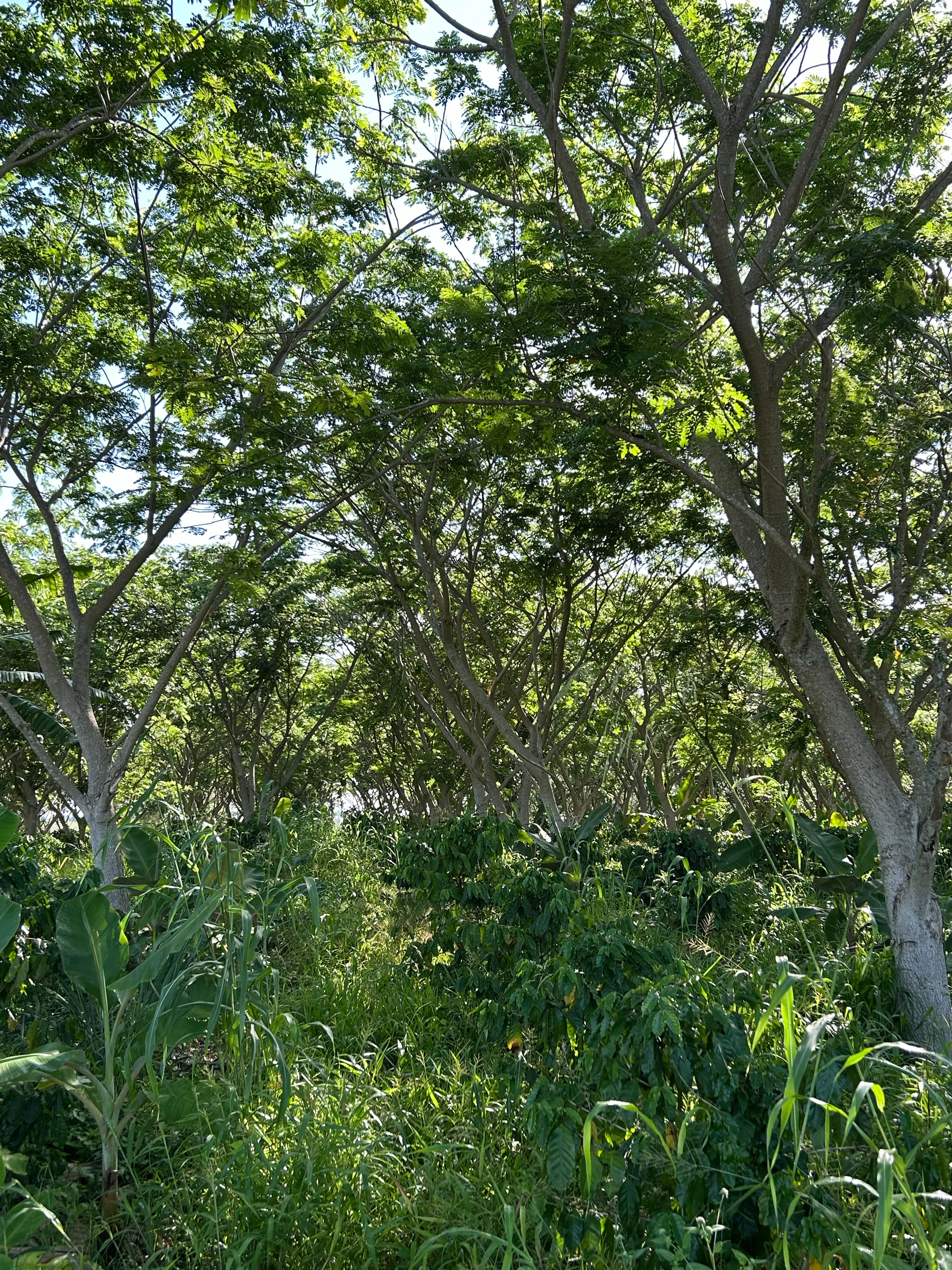 Les plantations de cafe de la ferme
