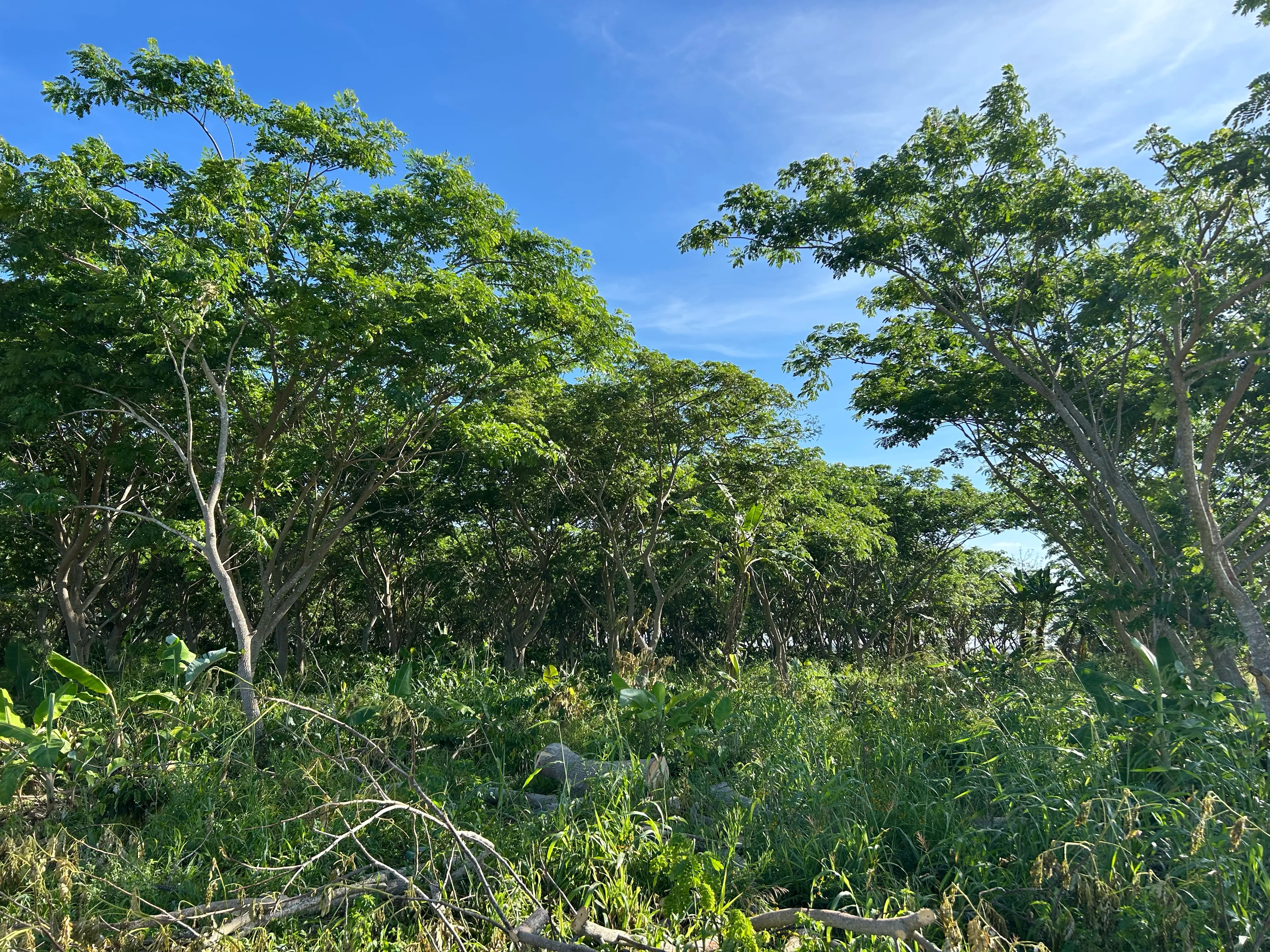 Les plantations de cafe de la ferme