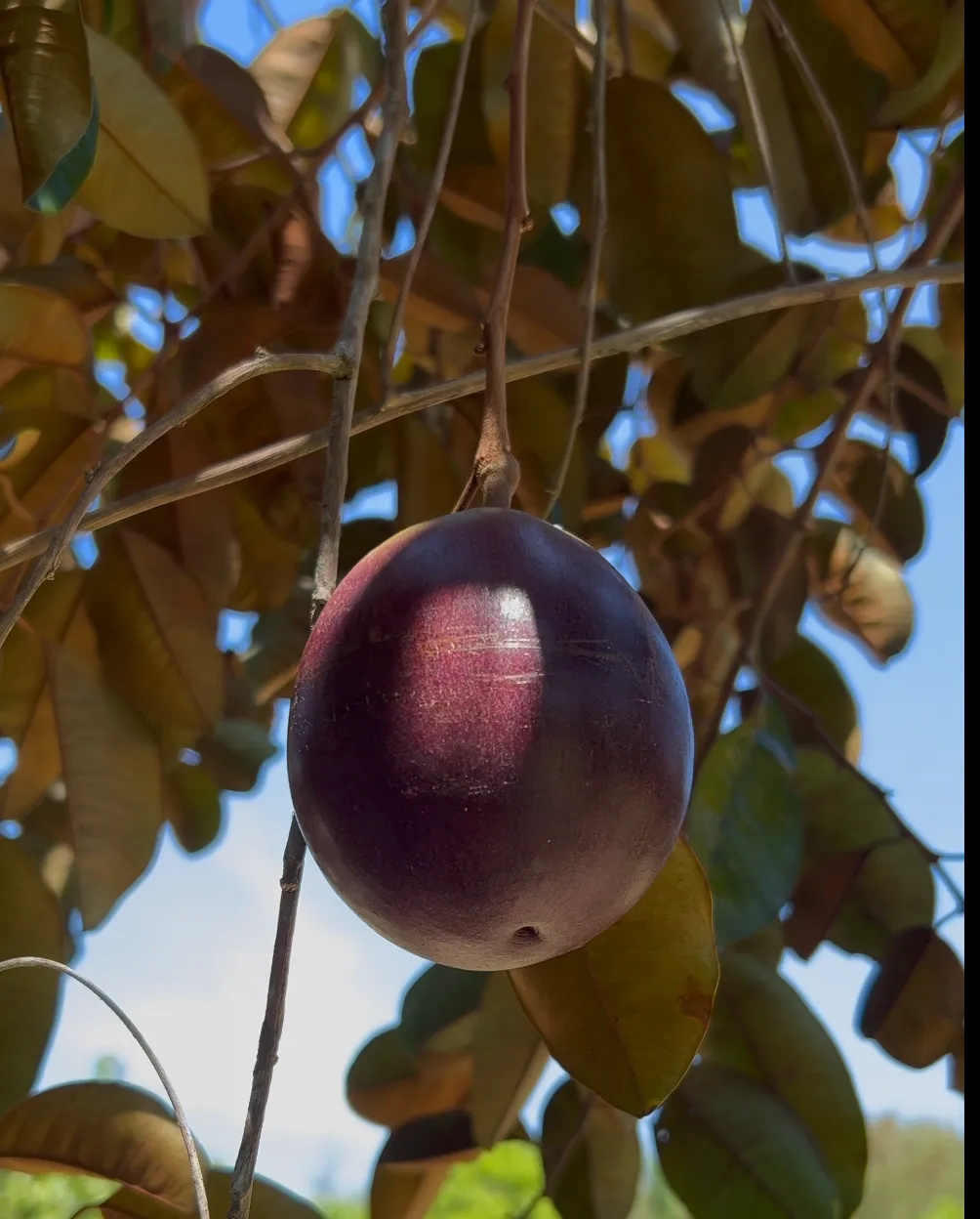 Un caimito, délicieux fruit cubain
