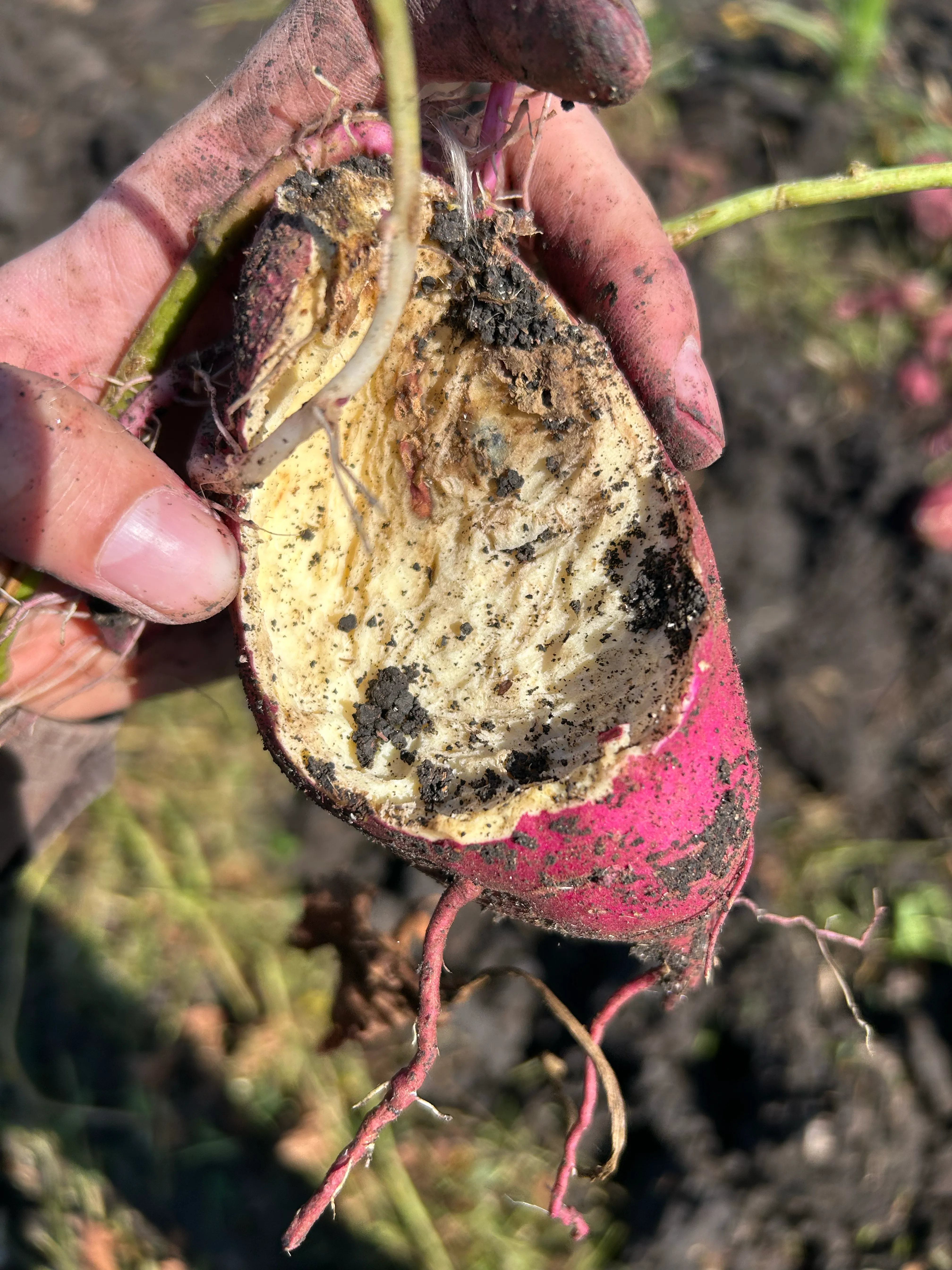 Une patate douce attaquée par les rongeurs